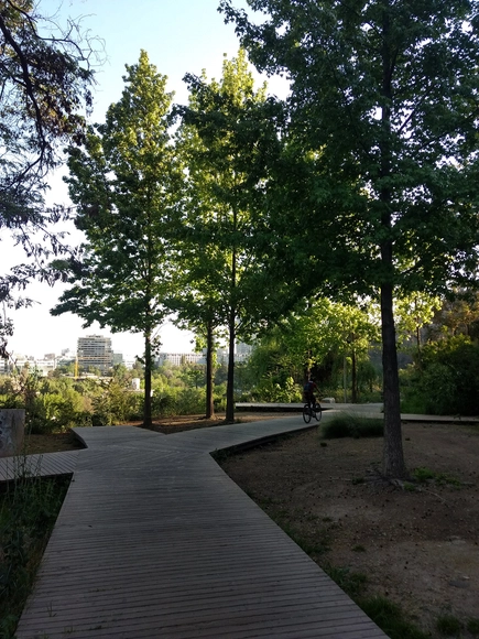 Tips for Choosing Tree Species in Urban Settings - Sustainability