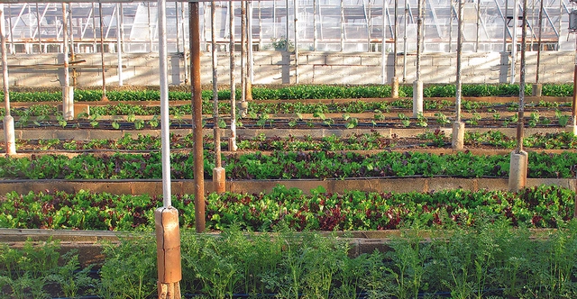 Agricultura urbana pode alimentar 20 milhões de pessoas em São Paulo - Imagem de Destaque