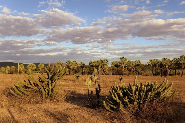 Flora do Brasil 2020: biblioteca digital gratuita da biodiversidade vegetal no país - Imagem de Destaque