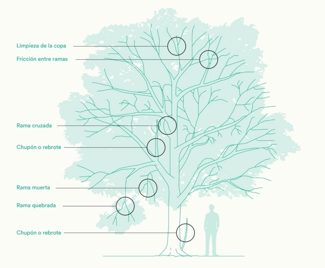 Fundación Mi Parque lanza manual de manejo del arbolado urbano - Sustentabilidad