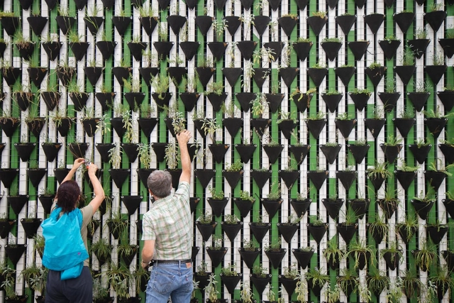 Jardim vertical: como montar e que plantas usar? - Imagem de Destaque