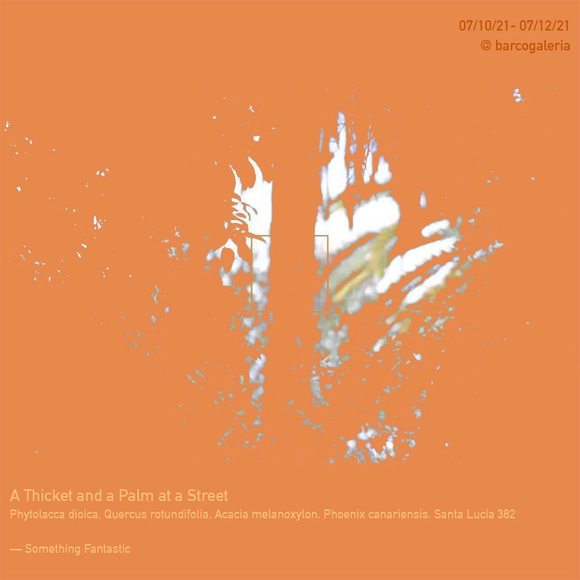 Barco Galería expone "A Thicket and a Palm at a Street" - Imagen Principal