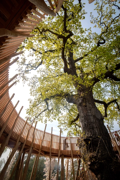 竞赛公告：英国皇家植物园邱园和建筑博物馆发起邱园树屋设计竞赛 - 主图