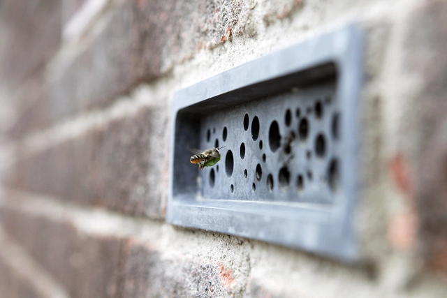 Ladrillos para abejas: Trayendo la naturaleza a las ciudades - Imagen Principal