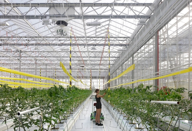 Bélgica inaugura estufa gigante para testar novas técnicas de agricultura urbana - Imagem de Destaque