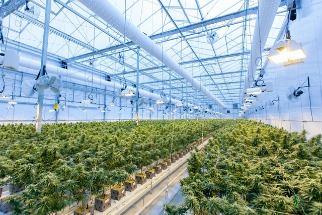Como a legalização da maconha mudou as cidades nos Estados Unidos - Imagem de Destaque
