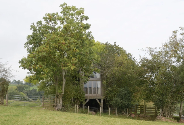 Drovers’ Bough，隐藏在树冠中的小屋 / Akin Studio - 建筑图, 独立住宅, 花园, 森林