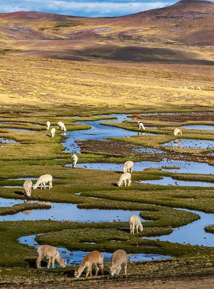 Bofedales: infraestructuras naturales y paisajes andinos - Imagen Principal