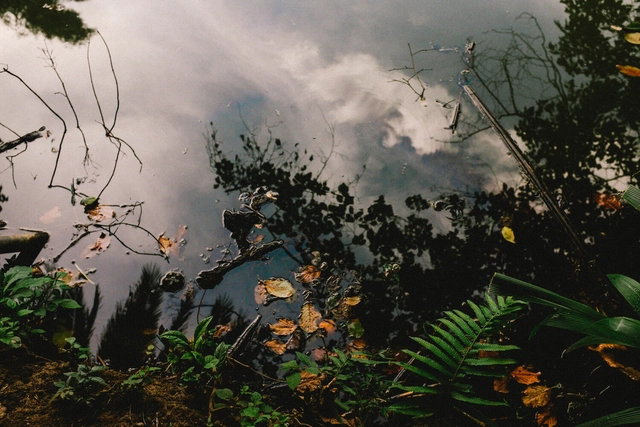 Exposición fotográfica "Trébol y Carmesí"  - Imagen Principal
