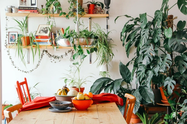 Como inserir plantas em casa para melhorar a saúde mental - Imagem de Destaque