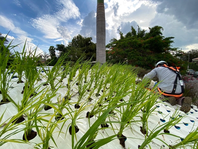 Brasileiro desenvolve a primeira telha hidropônica do mundo em escala comercial - Imagem de Destaque