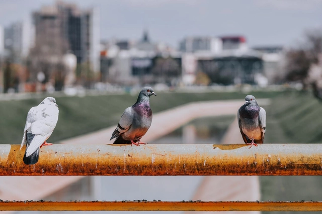 Por que pensar nos pássaros na hora de projetar um edifício - Imagem de Destaque