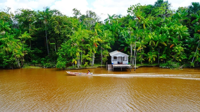 Florestas em terras indígenas estão entre os últimos sumidouros de carbono da Amazônia - Imagem de Destaque