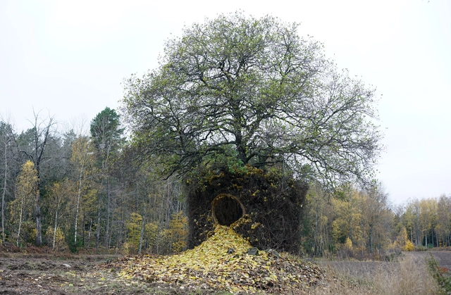 One Tree Four Seasons Installation / Ulf Mejergren + Antti Laitinen - Exterior Photography, Sustainability & Green Design, Arch, Forest