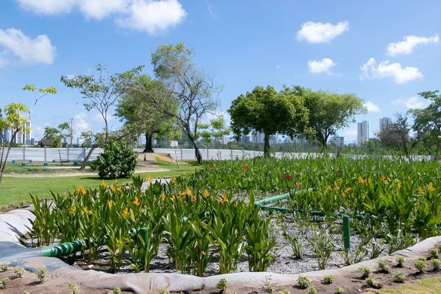 Recife construirá jardim filtrante de 7 mil m² para despoluir riacho - Imagem de Destaque