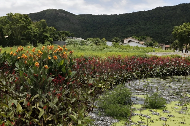 O que é um jardim filtrante? - Imagem de Destaque