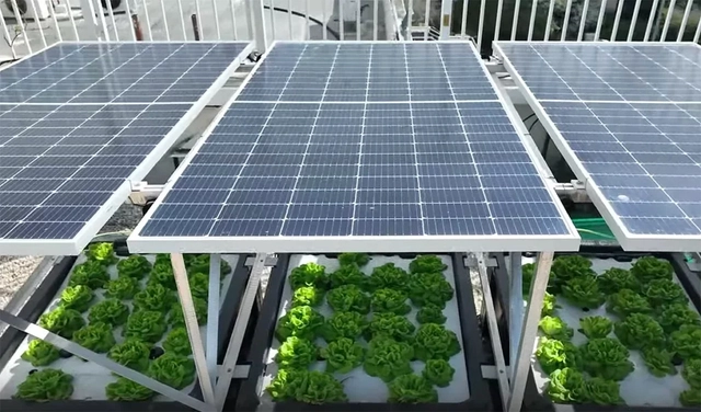 Sistema combina energia solar e hidroponia em tetos verdes - Imagem de Destaque
