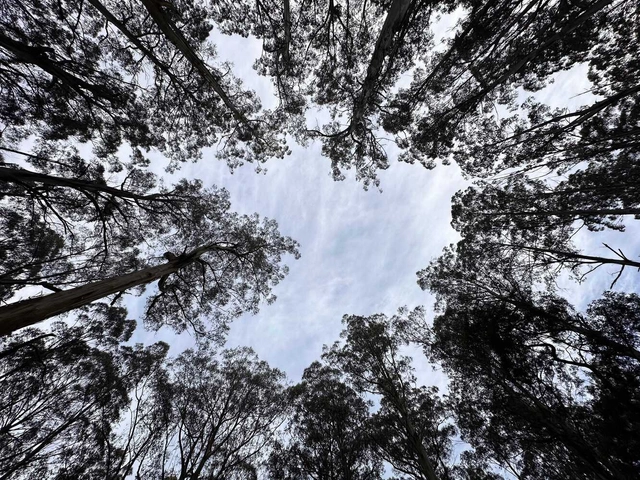 Baggarrook-al Biik-u – She is of Country - Featured Image