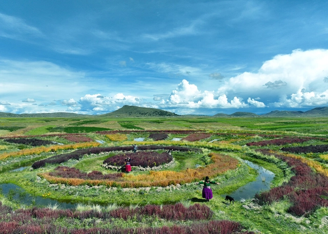 Un legado ancestral con preocupaciones modernas: la historia detrás de los campos agrícolas de Waru Waru en Perú - Imagen Principal